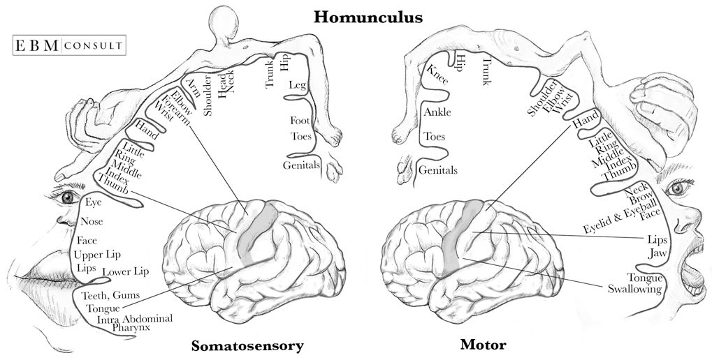 Homunculus: body mapped onto brain.png